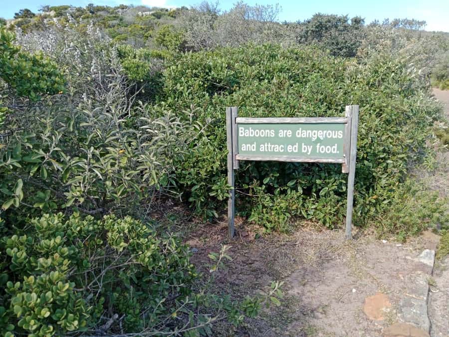 Full-Day Private Excursion: Cape of Good Hope and Penguins - Bo-Kaap, Bantry Bay, and Camps Bay at the start