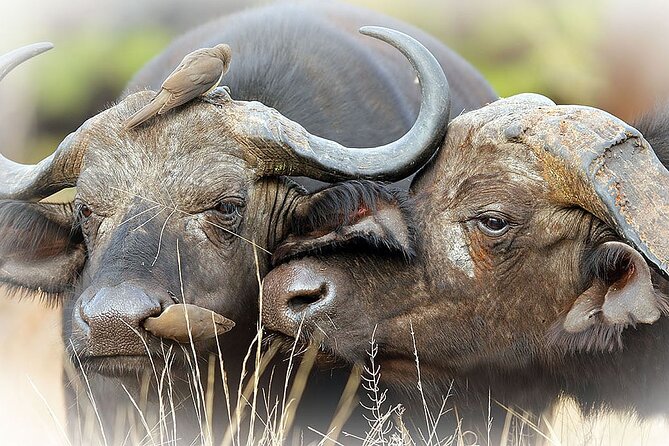 Full Day Private Kruger Park Safari - The midday rest camp and lunch costs