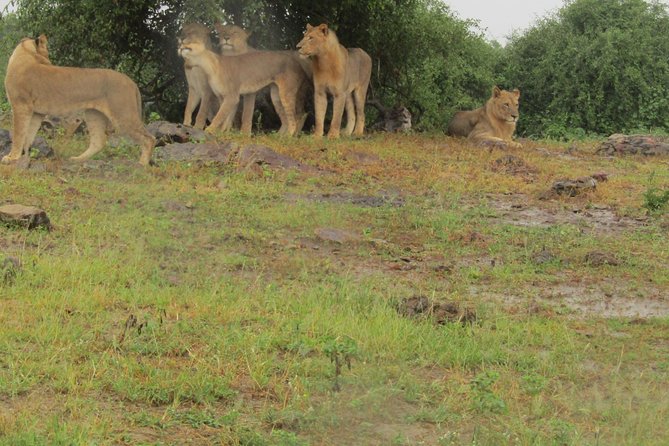 Full Day Safari Tour of Pilanesberg National Park, Open Jeep experience - The early start and Johannesburg pickup