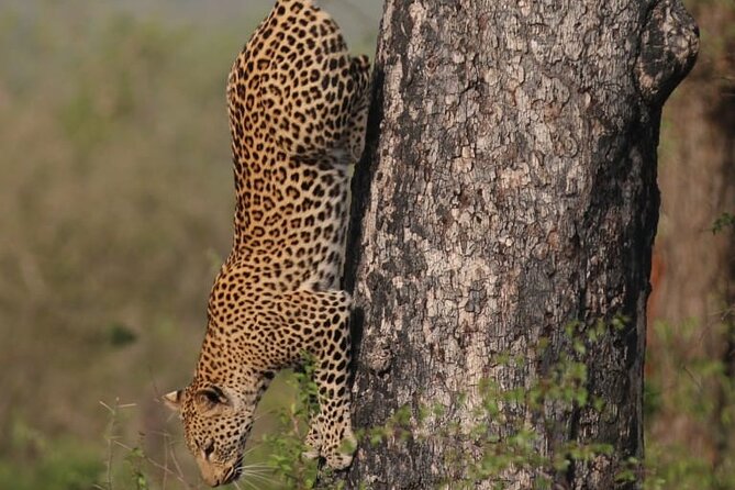 Full Day Safari Tour of Pilanesberg National Park, Open Jeep experience - Big Five chances, and the limits of a day trip