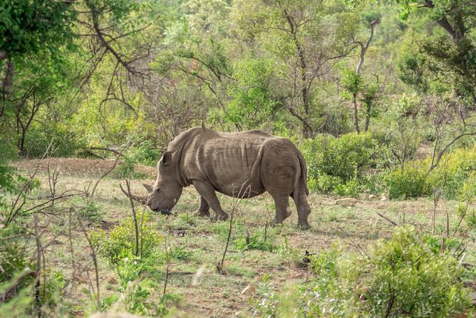 Full Day Safari Tour of Pilanesberg National Park, Open Jeep experience - Lunch, water, and what you need to bring