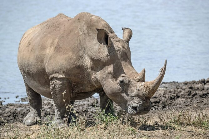 Full Day Safari Tour of Pilanesberg National Park, Open Jeep experience - Who should book this experience?