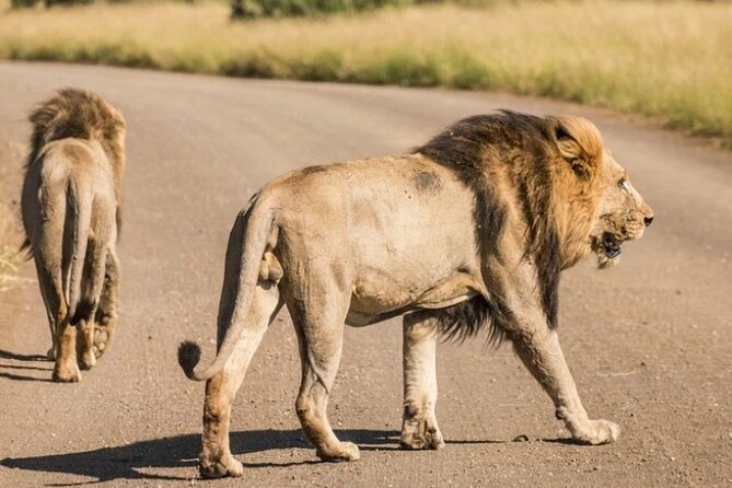 Full Day Safari Tour of Pilanesberg National Park, Open Jeep experience - What the game drive is really like