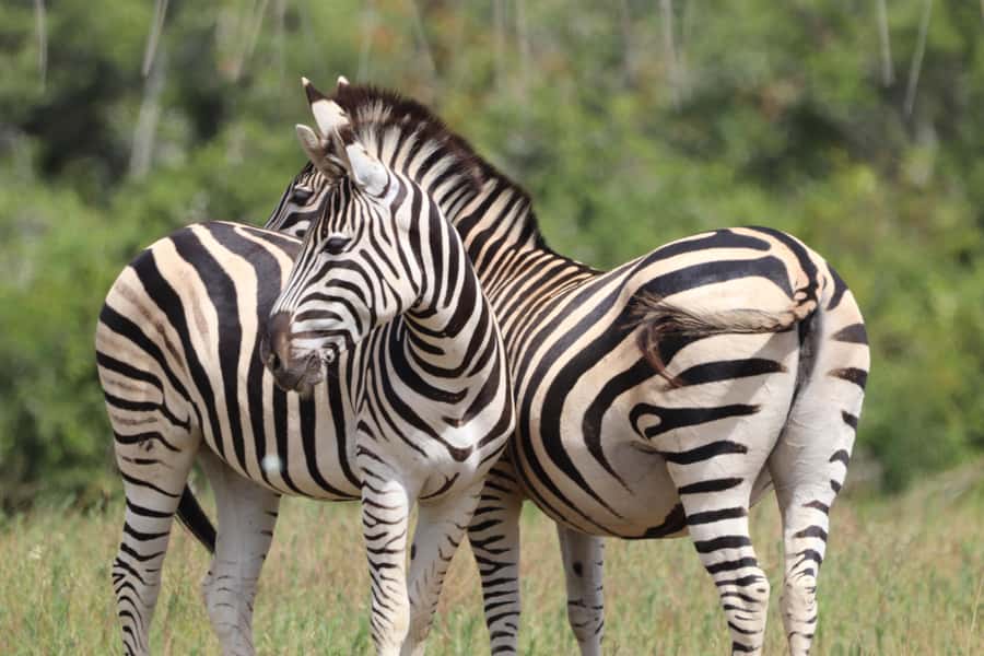 Full-Day Schotia Game Reserve & Giraffe Walk (Open 4x4) - Four hours among Schotia’s free-roaming wildlife