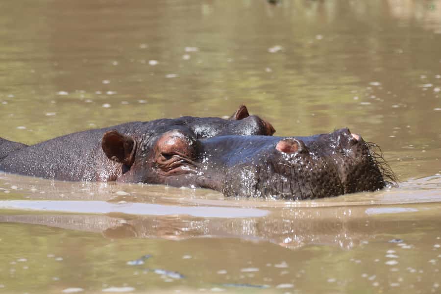 Full-Day Schotia Game Reserve & Giraffe Walk (Open 4x4) - How the day fits a Port Elizabeth or cruise itinerary