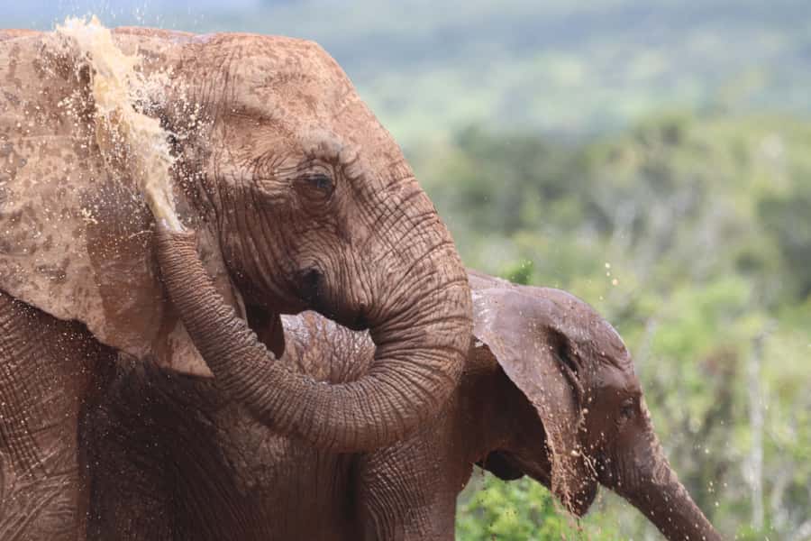 Full-Day Schotia Game Reserve & Giraffe Walk (Open 4x4) - What the rough roads mean for your comfort
