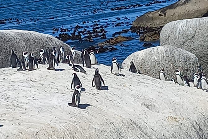 Full Day Tour for Cape of Good Hope & Boat to Seals Island - Why this Cape Town peninsula tour works