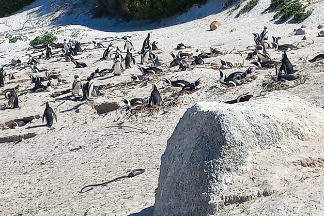 Full Day Tour for Cape of Good Hope & Boat to Seals Island - Ostriches on the Cape Peninsula