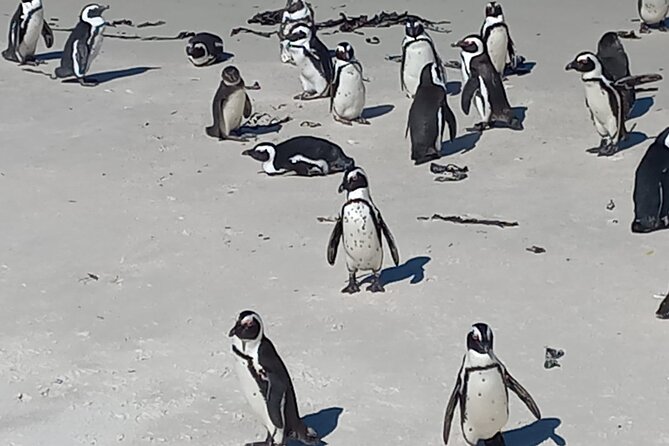 Full Day Tour for Cape of Good Hope & Boat to Seals Island - Cape of Good Hope Nature Reserve