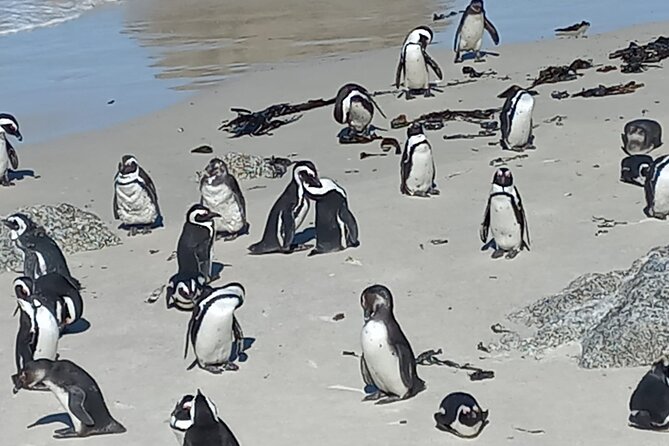 Full Day Tour for Cape of Good Hope & Boat to Seals Island - Boulders Beach and its African penguins
