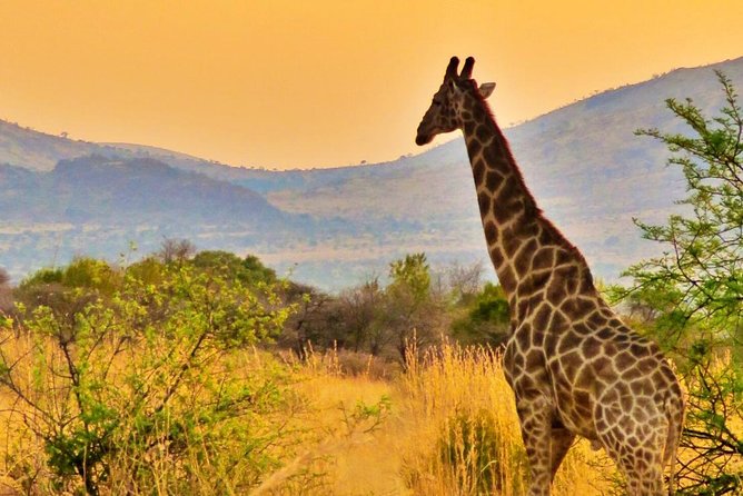 Full Day Ultimate Pilanesberg National Park Safari from Johannesburg or Pretoria - Group size, comfort, and the seating question