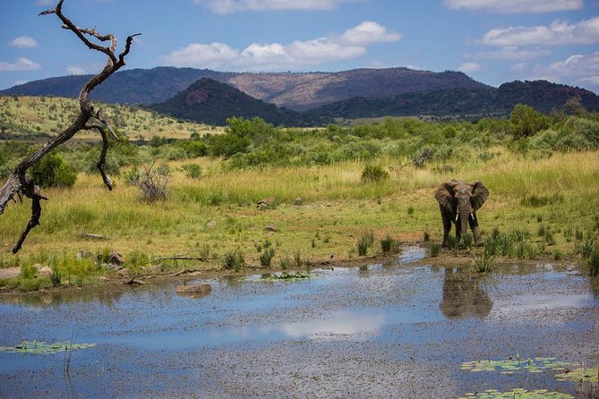 Full Day Ultimate Pilanesberg National Park Safari from Johannesburg or Pretoria - What the $159.89 price includes