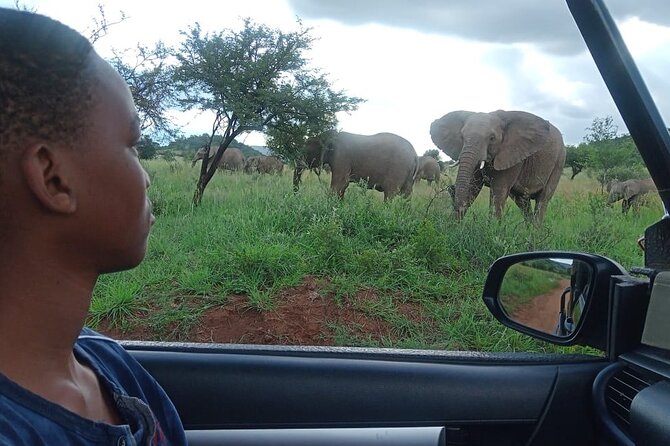 Full Day Ultimate Pilanesberg National Park Safari from Johannesburg or Pretoria - The early pickup and drive to the reserve