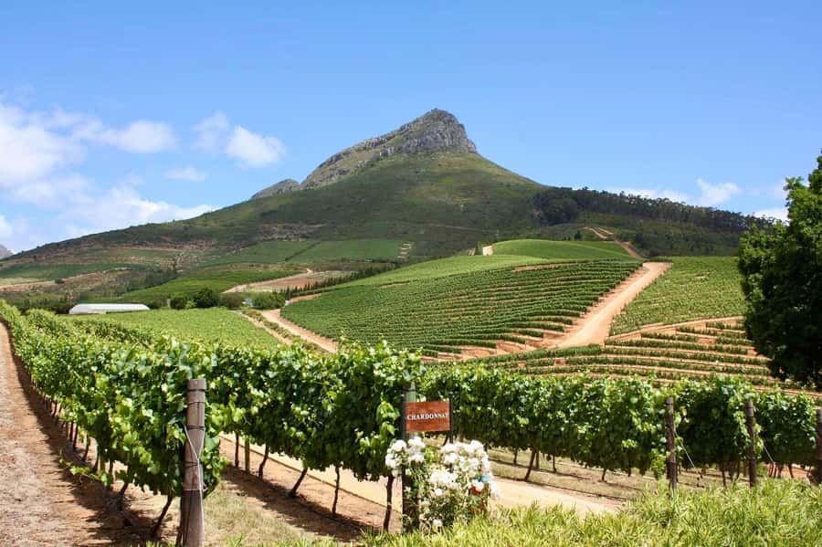 Full-Day Winelands E-Bike Tour with Wine Tasting & Lunch - Rolling through the vineyards by electric bike