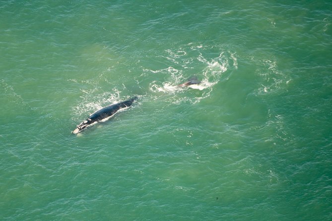 Full Peninsula Scenic Helicopter Flight with Free Boat Cruise - Pilot commentary and the feel of the flight