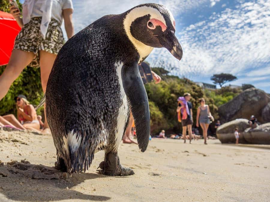 Fully Day Cape Of Good Hope, Penguins, Bo Kaap , Seals Tour - Why this Cape Peninsula day works