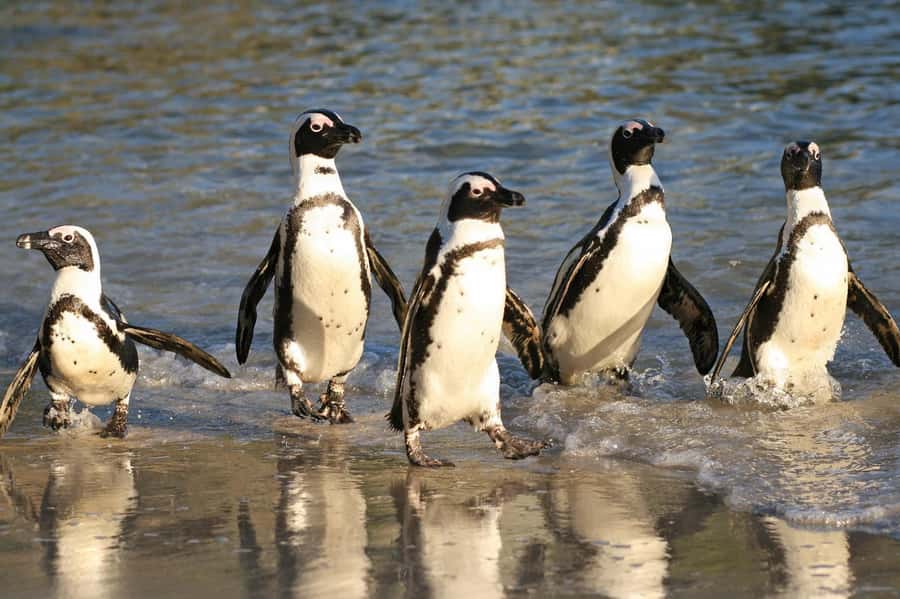 Fully Day Cape Of Good Hope, Penguins, Bo Kaap , Seals Tour - Simon’s Town gives you time to eat