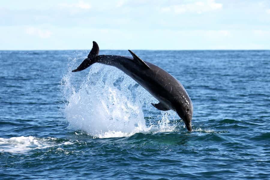 Gansbaai and Big 5 Sea Safari Full-Day Tour from Cape Town - Who will get the most from this day?