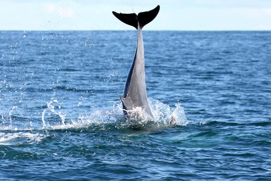 Gansbaai and Big 5 Sea Safari Full-Day Tour from Cape Town - Two hours on the Walker Bay sea safari
