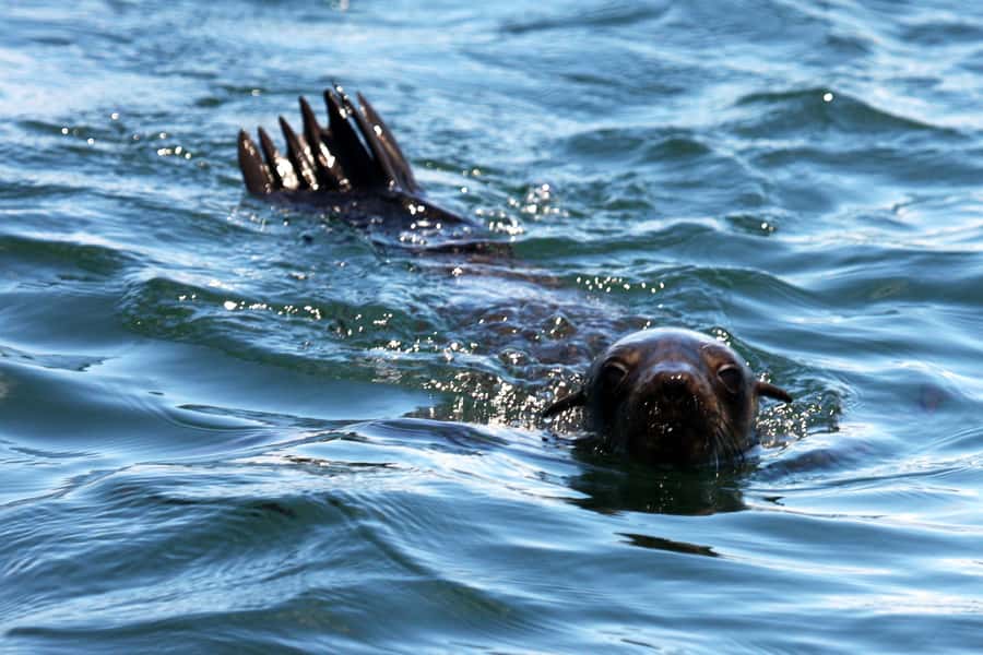 Gansbaai and Big 5 Sea Safari Full-Day Tour from Cape Town - Hermanus for a late lunch