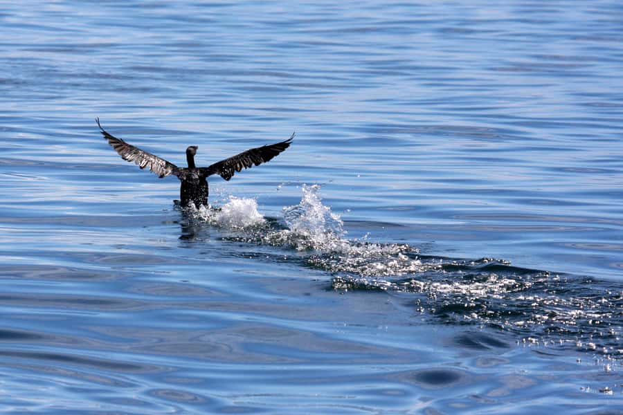 Gansbaai and Big 5 Sea Safari Full-Day Tour from Cape Town - Weather, schedule changes, and what to pack