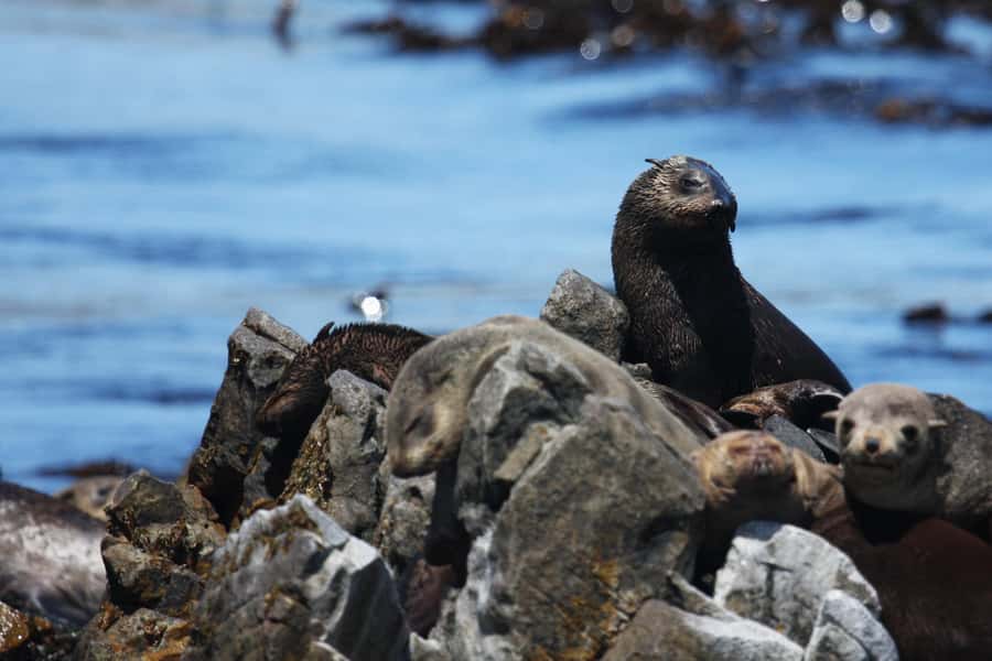 Gansbaai and Big 5 Sea Safari Full-Day Tour from Cape Town - The road from Cape Town to Gansbaai