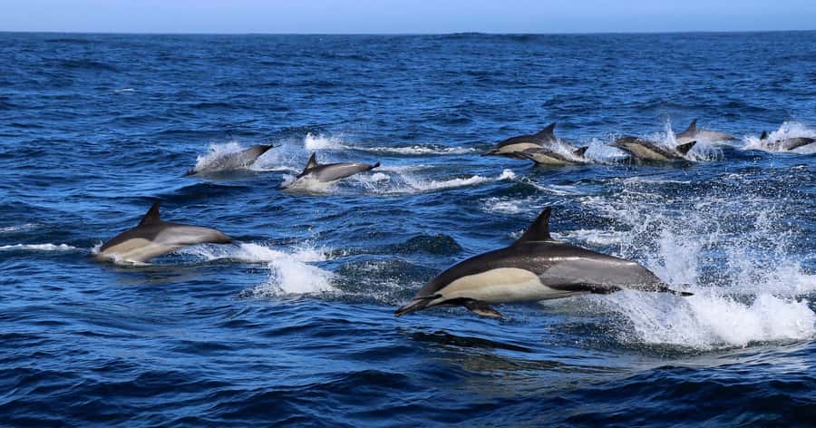 Gansbaai: Marine Big 5 Boat tour - Setting out from The Great White House in Kleinbaai