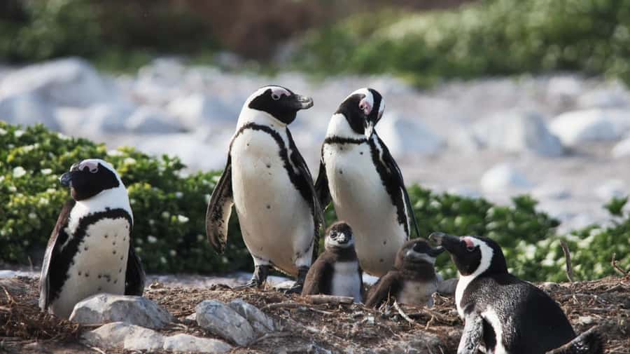 Gansbaai: Marine Big 5 Boat tour - The boat ride and the search for five marine species