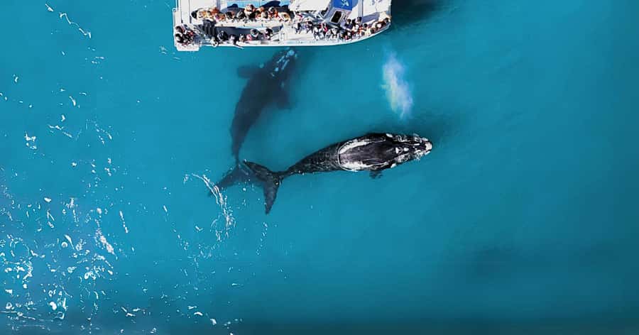 Gansbaai: Marine Big 5 Boat tour - A marine biologist gives the wildlife context