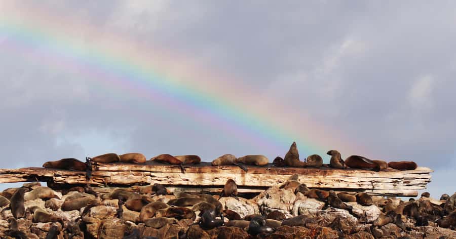 Gansbaai: Marine Big 5 Boat tour - Weather, sea conditions, and what to wear
