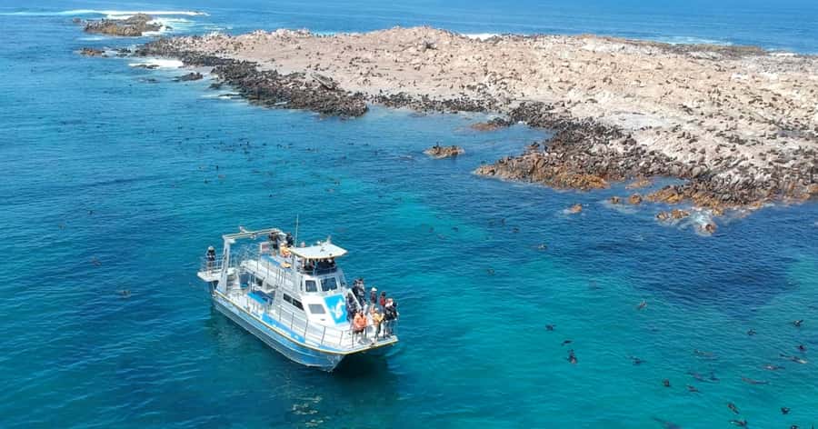 Gansbaai: Marine Big 5 Boat tour - Families, wheelchair access, and comfort
