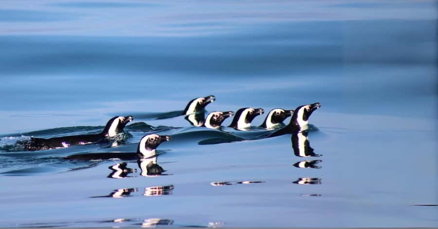 Gansbaai: Marine Big 5 Boat tour - The return to shore and the conservation message