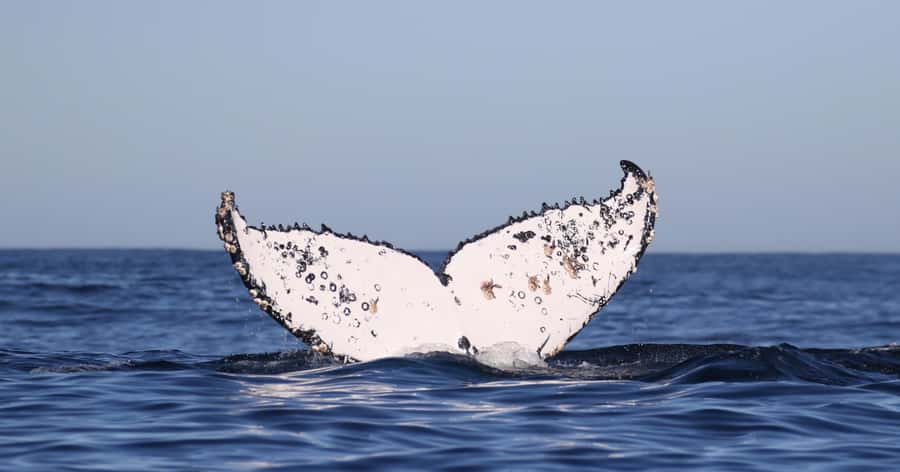 Gansbaai: Marine Big 5 Boat tour - Who should book this Gansbaai tour?