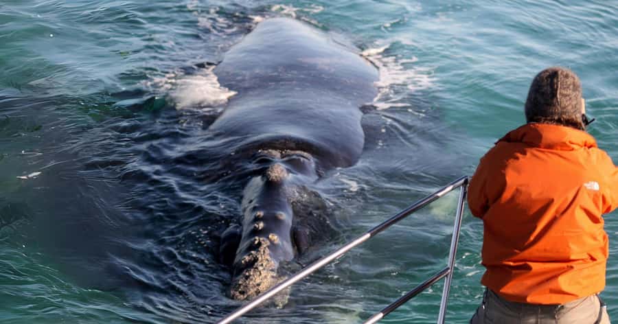 Gansbaai: Marine Big 5 Boat tour - Shark Alley and Geyser Rock