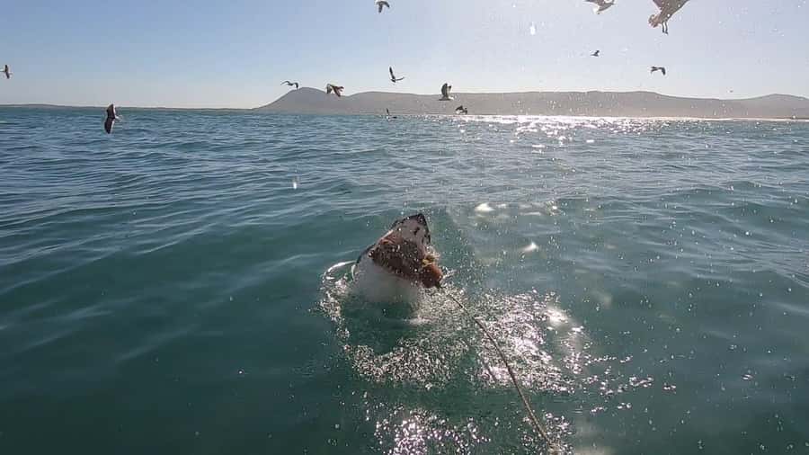Gansbaai: Shark Cage Diving and Shark Viewing Boat Trip - Meeting Cape Shark Adventures in Kleinbaai