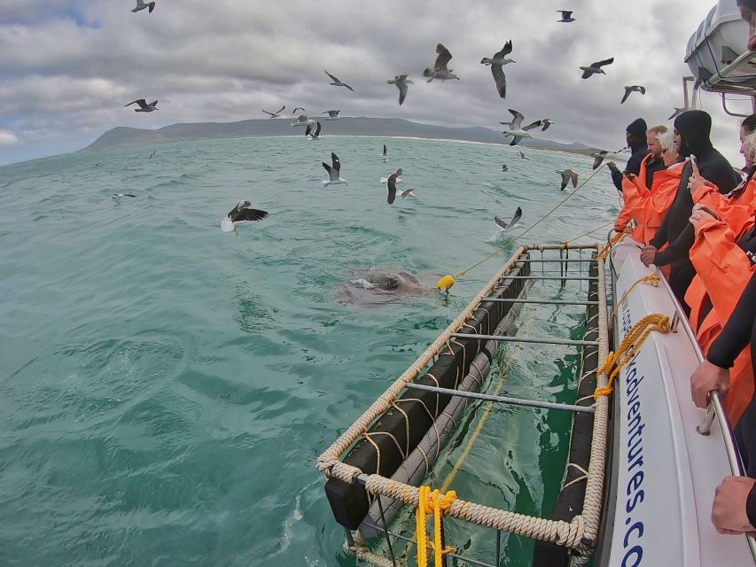 Gansbaai: Shark Cage Diving and Shark Viewing Boat Trip - FAQ