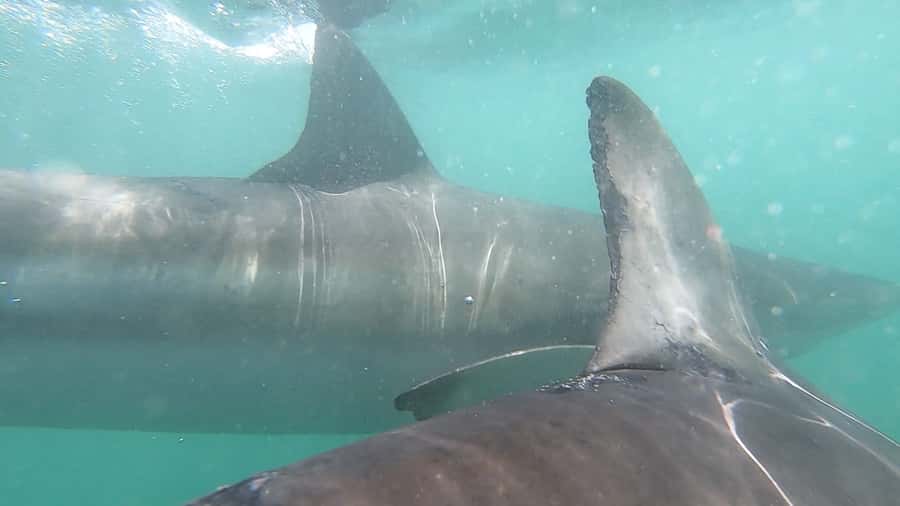 Gansbaai: Shark Cage Diving and Shark Viewing Boat Trip - What Makes the Crew Important