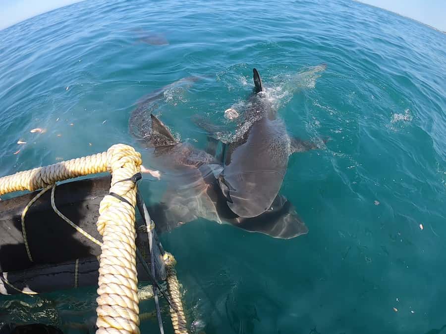 Gansbaai: Shark Cage Diving and Shark Viewing Boat Trip - The Return to Shore: Soup, Bread, and a Warm-Up