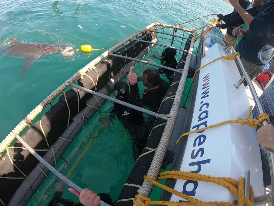 Gansbaai: Shark Cage Diving and Shark Viewing Boat Trip - Who Will Get the Most From This Trip