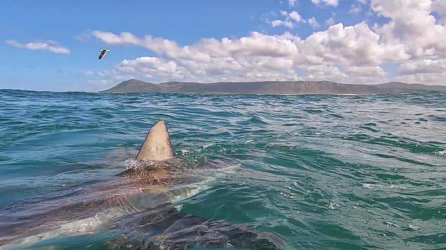 Gansbaai: Shark Cage Diving and Shark Viewing Boat Trip - Booking Details That Affect Your Decision