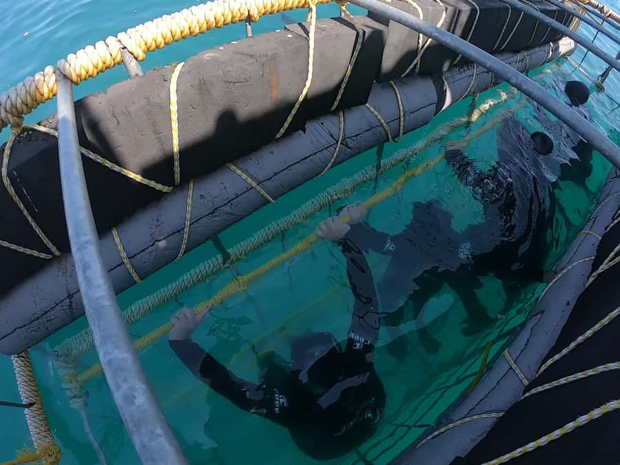 Gansbaai: Shark Cage Diving and Shark Viewing Boat Trip - Should You Book This Shark Trip?