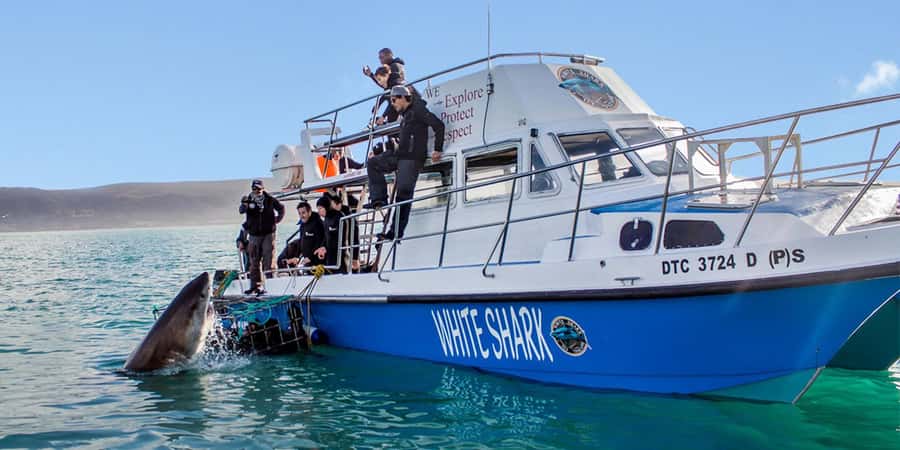 Gansbaai: Shark Dive & Whale Watching Combo Boat Trip - Two marine encounters, one Walker Bay plan