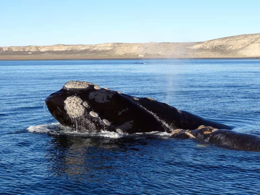 Gansbaai: Shark Dive & Whale Watching Combo Boat Trip - What the eight-person cage is really like