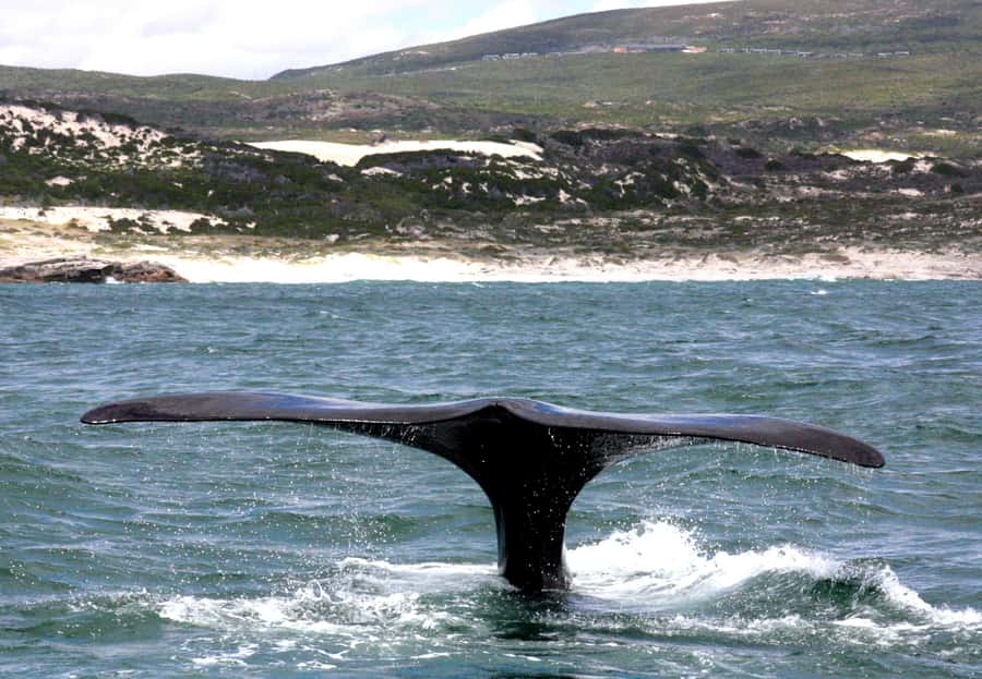 Gansbaai: Shark Dive & Whale Watching Combo Boat Trip - Moving to Gansbaai for the whale boat