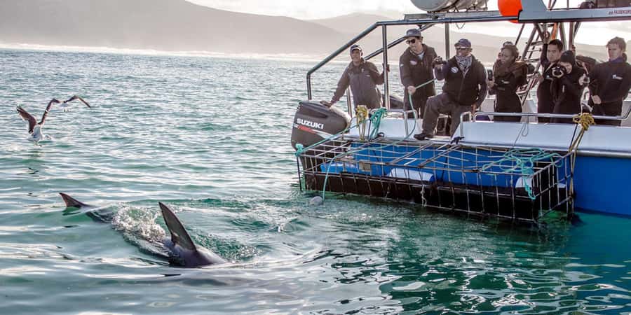 Gansbaai: Shark Dive & Whale Watching Combo Boat Trip - Southern right whales in Walker Bay