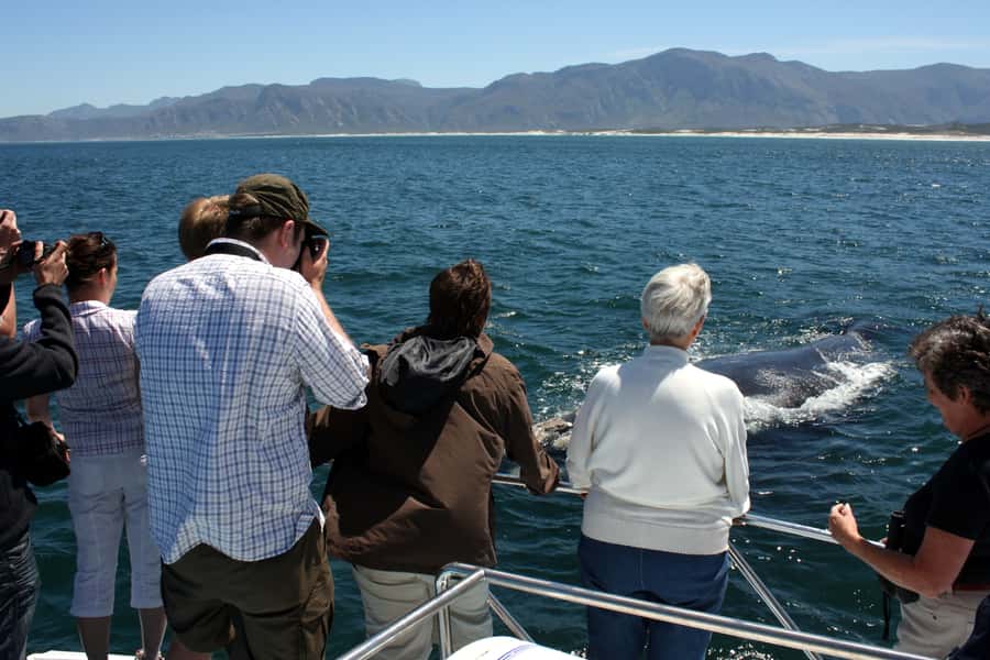 Gansbaai: Shark Dive & Whale Watching Combo Boat Trip - One long day or two easier days