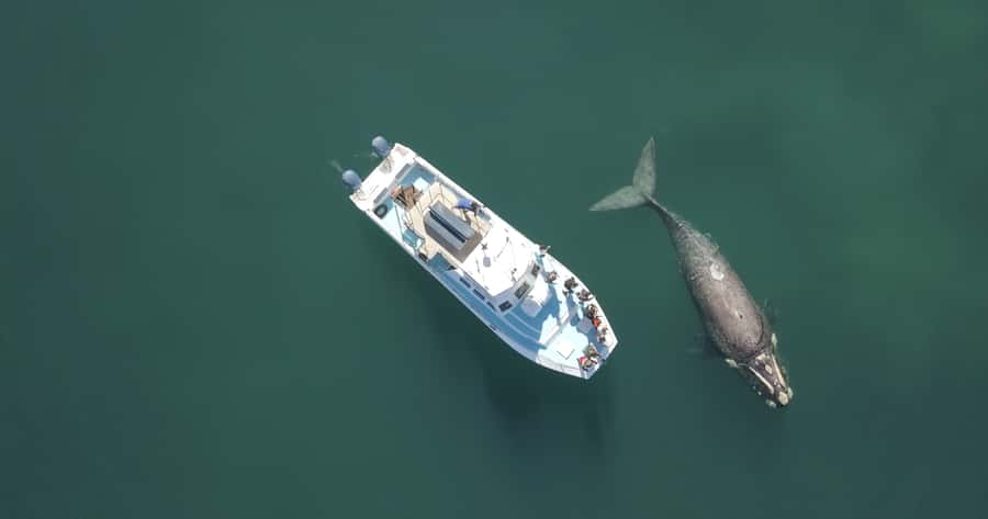 Gansbaai: Shark Dive & Whale Watching Combo Boat Trip - What to pack for a cold, exposed boat ride