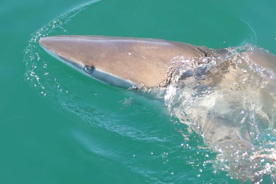 Gansbaai: Shark Dive & Whale Watching Combo Boat Trip - Who will get the most from this combo