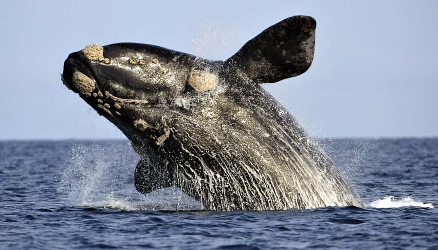 Gansbaai: Whale Watching Trip by Boat - Leaving Gansbaai Harbour for De Kelders