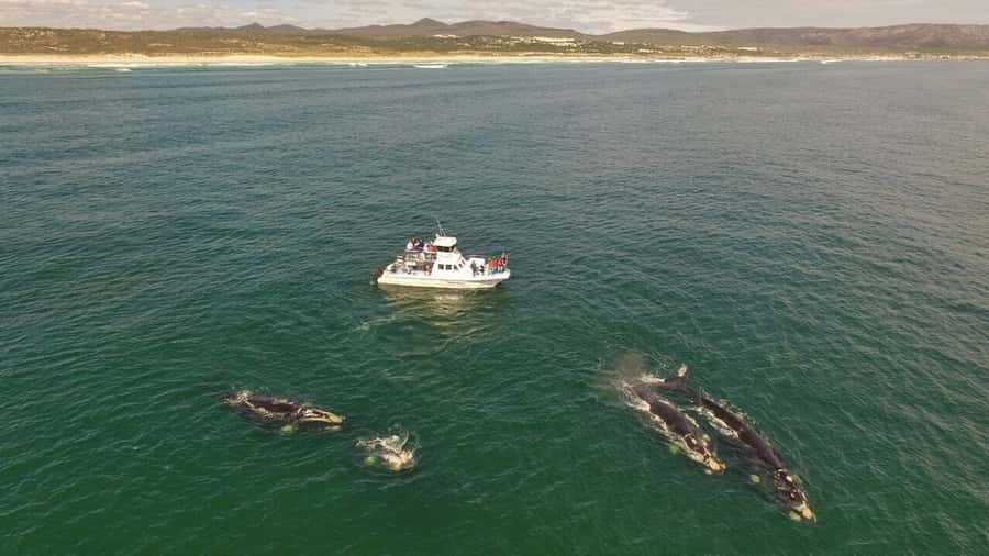 Gansbaai: Whale Watching Trip by Boat - Watching southern right whales in open water
